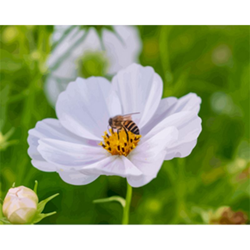 Dipinto numerico fiori