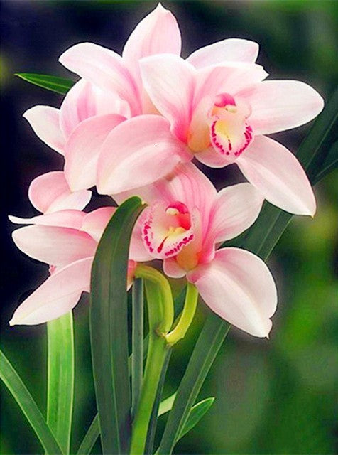 Dipinto numerico fiori