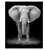 Kit pittura elefante
