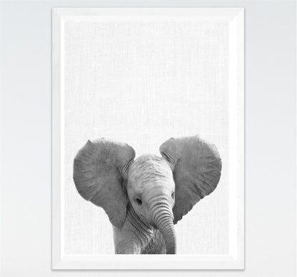Tela Animali B/N