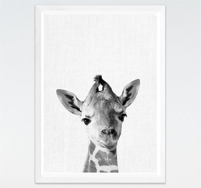 Tela Animali B/N