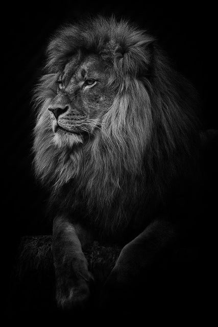 Poster leone