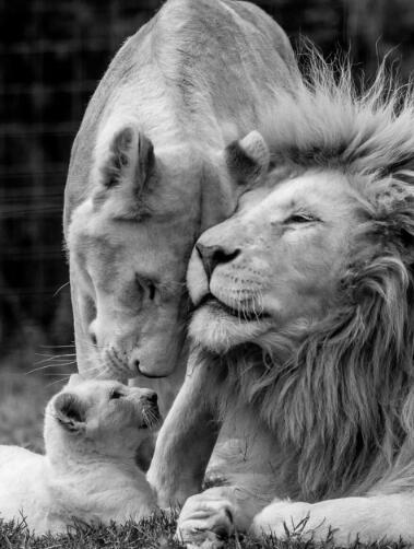Poster leone