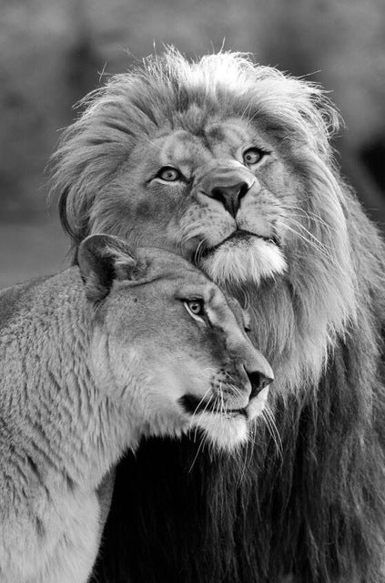 Poster leone