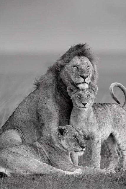 Poster leone