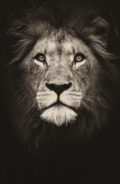 Poster leone