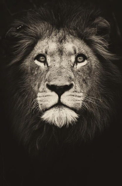 Poster leone