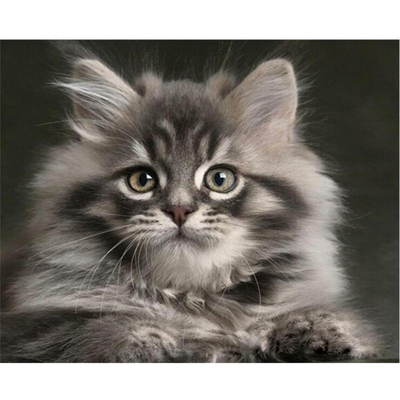 Kit gatto bianco e nero