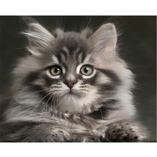 Kit gatto bianco e nero