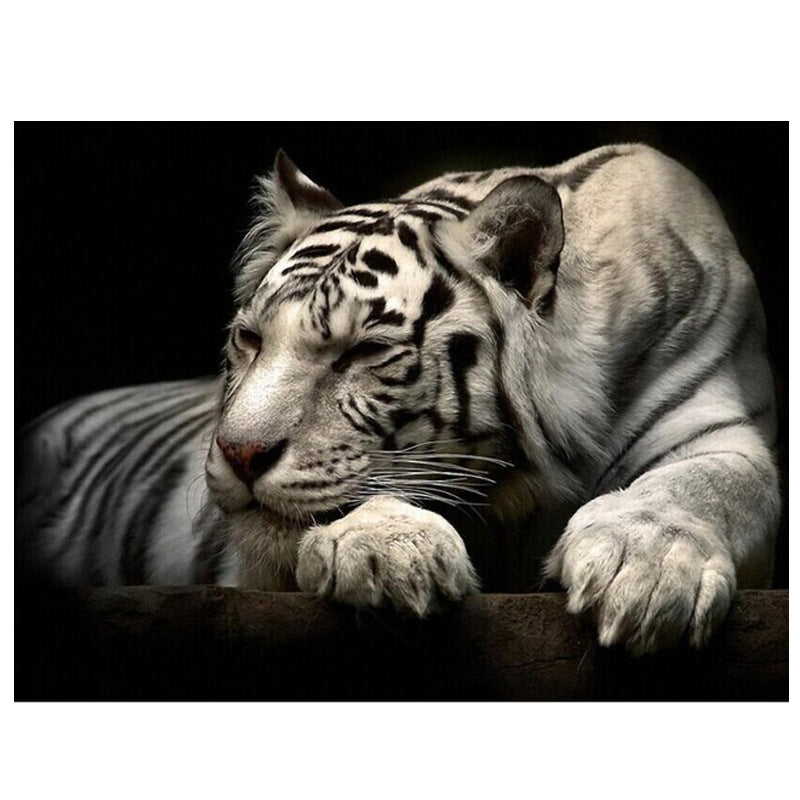Poster tigre bianca
