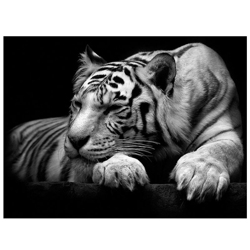 Poster tigre bianca