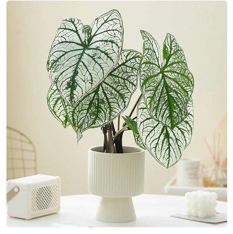 Vaso ceramica righe