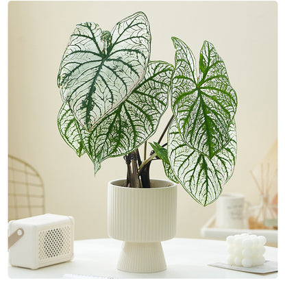 Vaso ceramica righe
