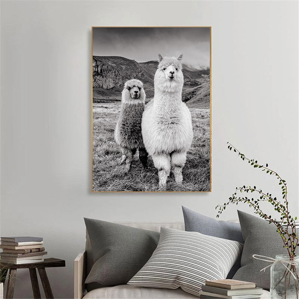 Poster cammello