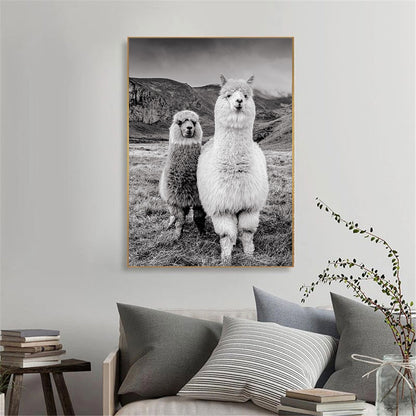 Poster cammello