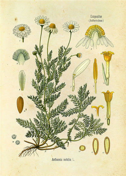 Stampa Botanica