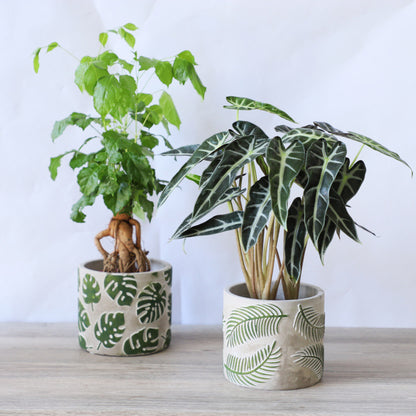 Vaso cemento foglie monstera