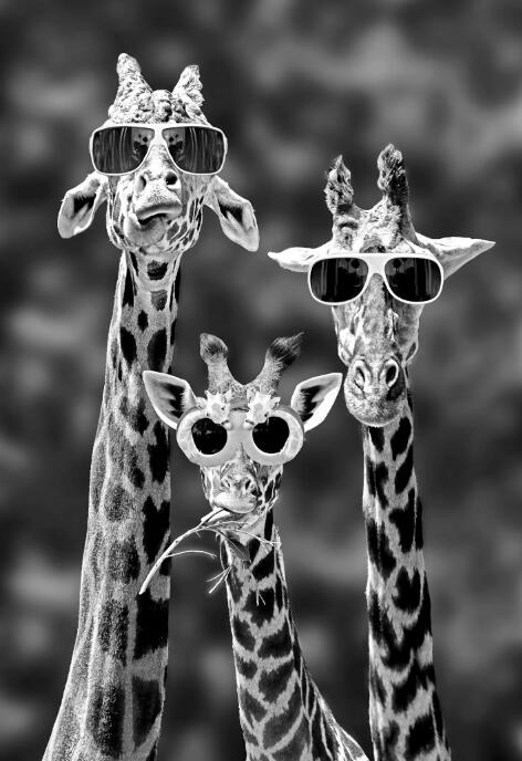 Tela Giraffa