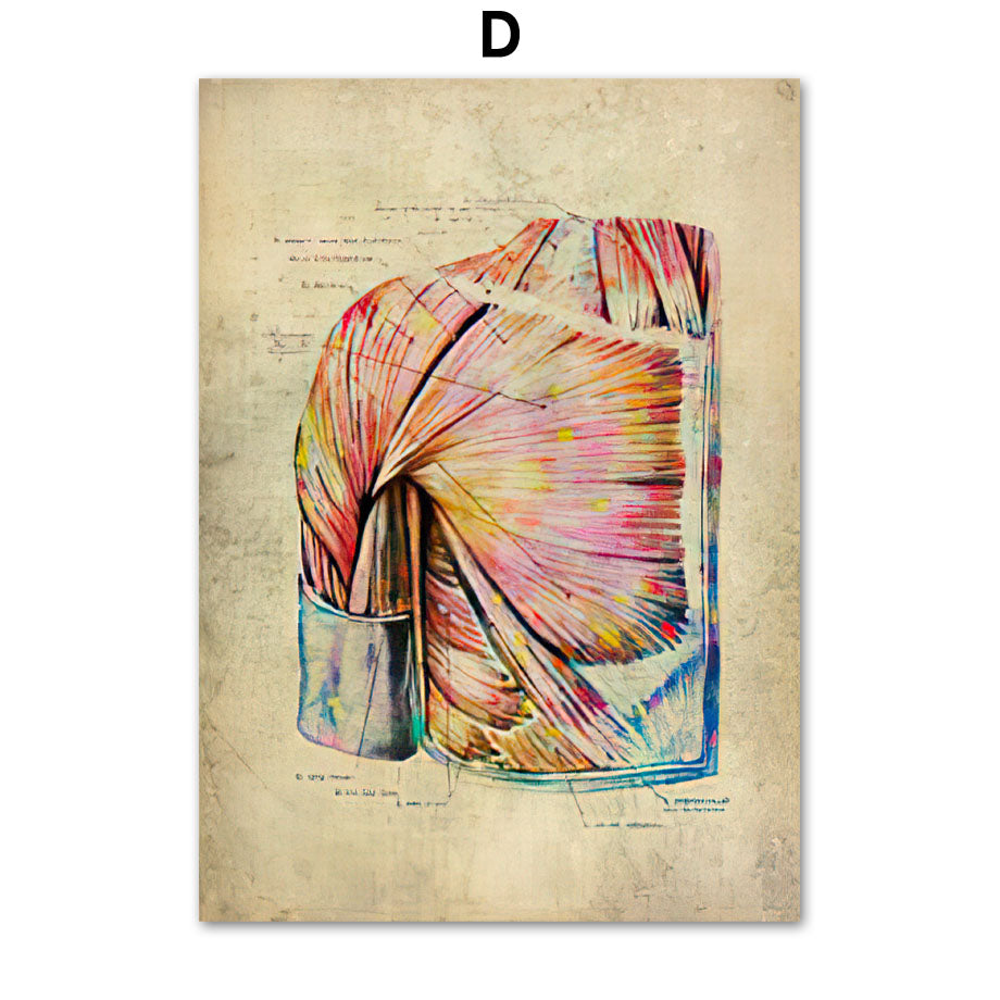 Poster Anatomico Retrò