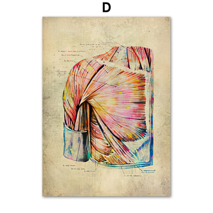 Poster Anatomico Retrò