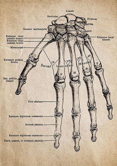 Quadro su tela Teschio anatomico