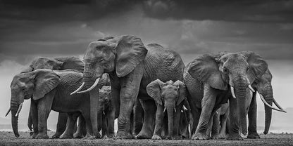 Poster animali africani