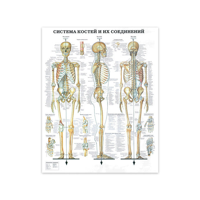Tela anatomia umana