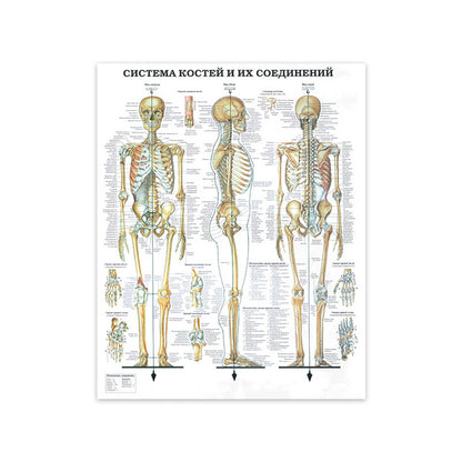 Tela anatomia umana