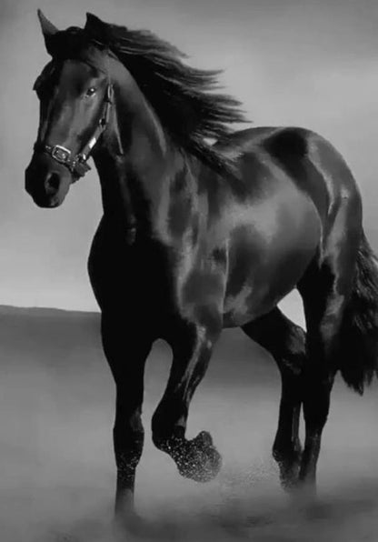 Quadro cavallo