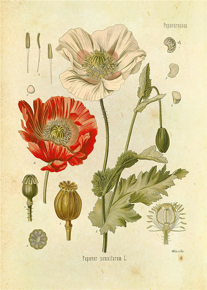 Stampa Botanica