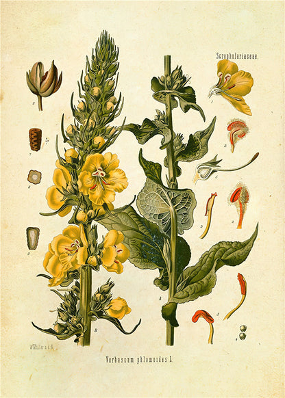 Stampa Botanica