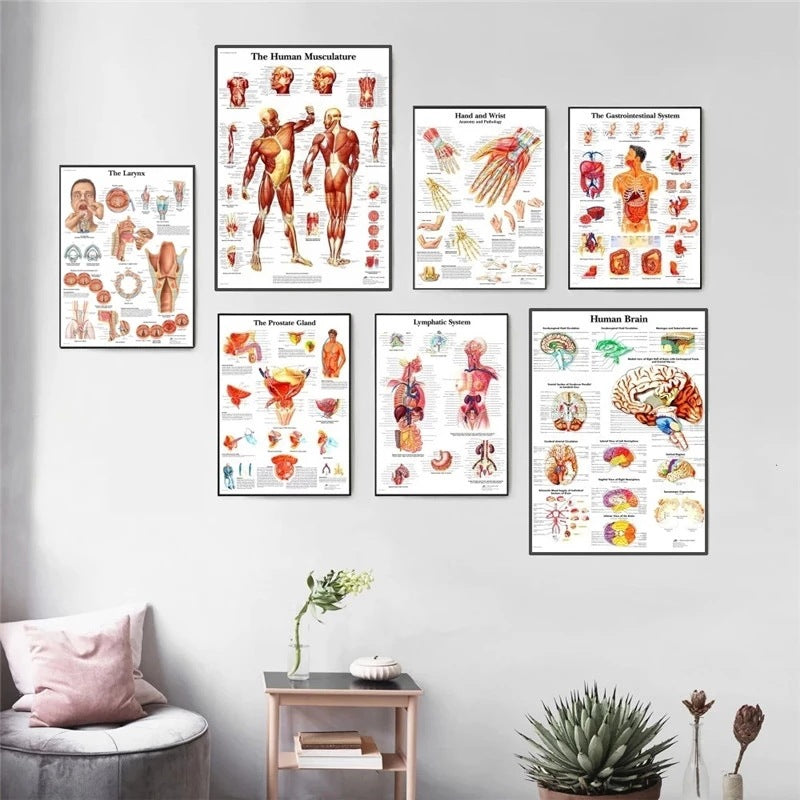Poster anatomico