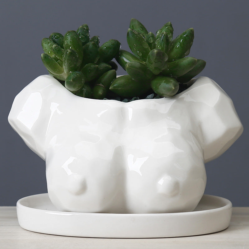 Vaso con succulente