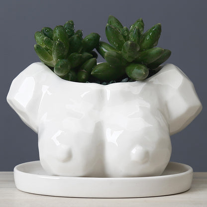Vaso con succulente