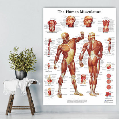 Poster scheletro
