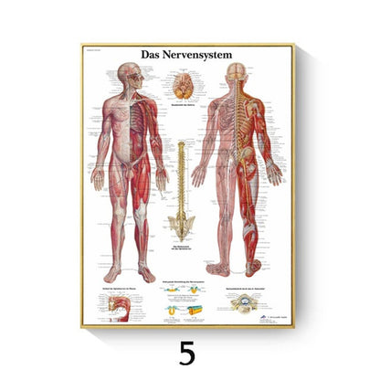 Poster anatomico