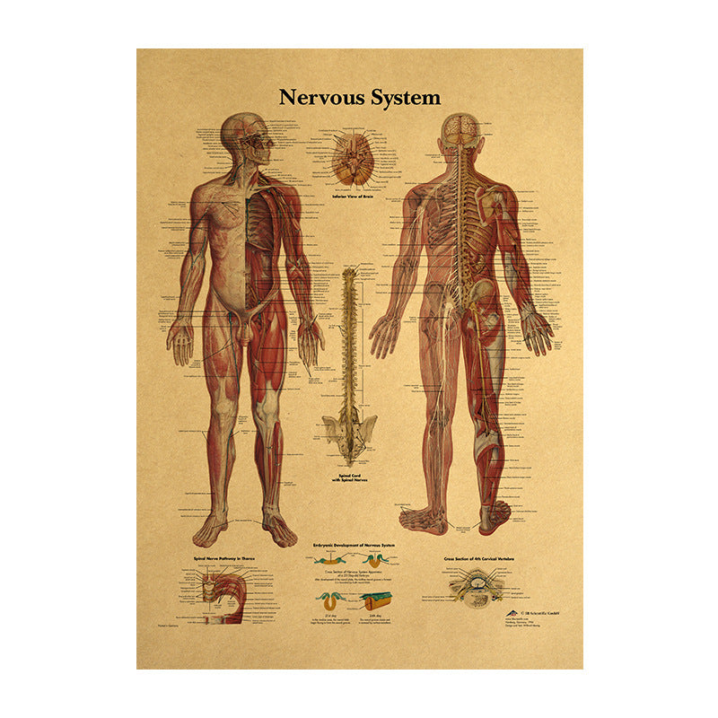 Poster sistema nervoso