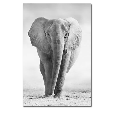 Poster tigre e leone bianco-nero