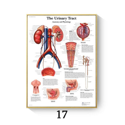Stampa Anatomia Umana
