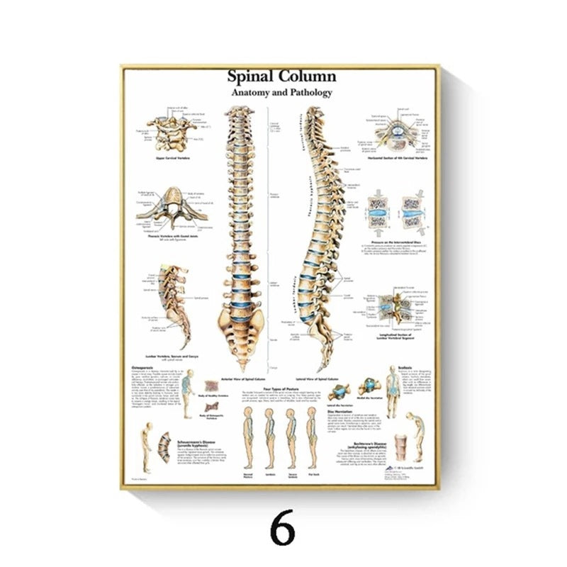 Poster anatomico