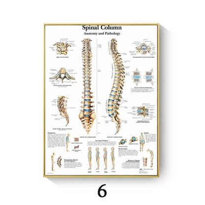 Poster anatomico