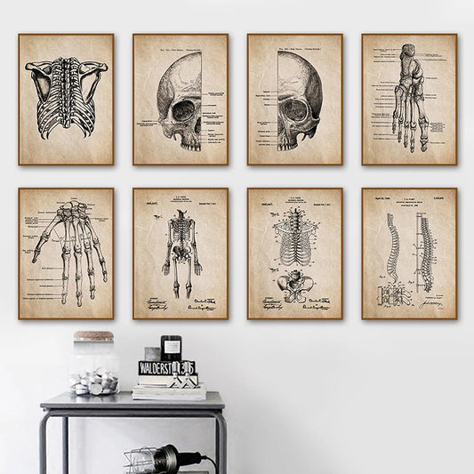 Quadro su tela Teschio anatomico