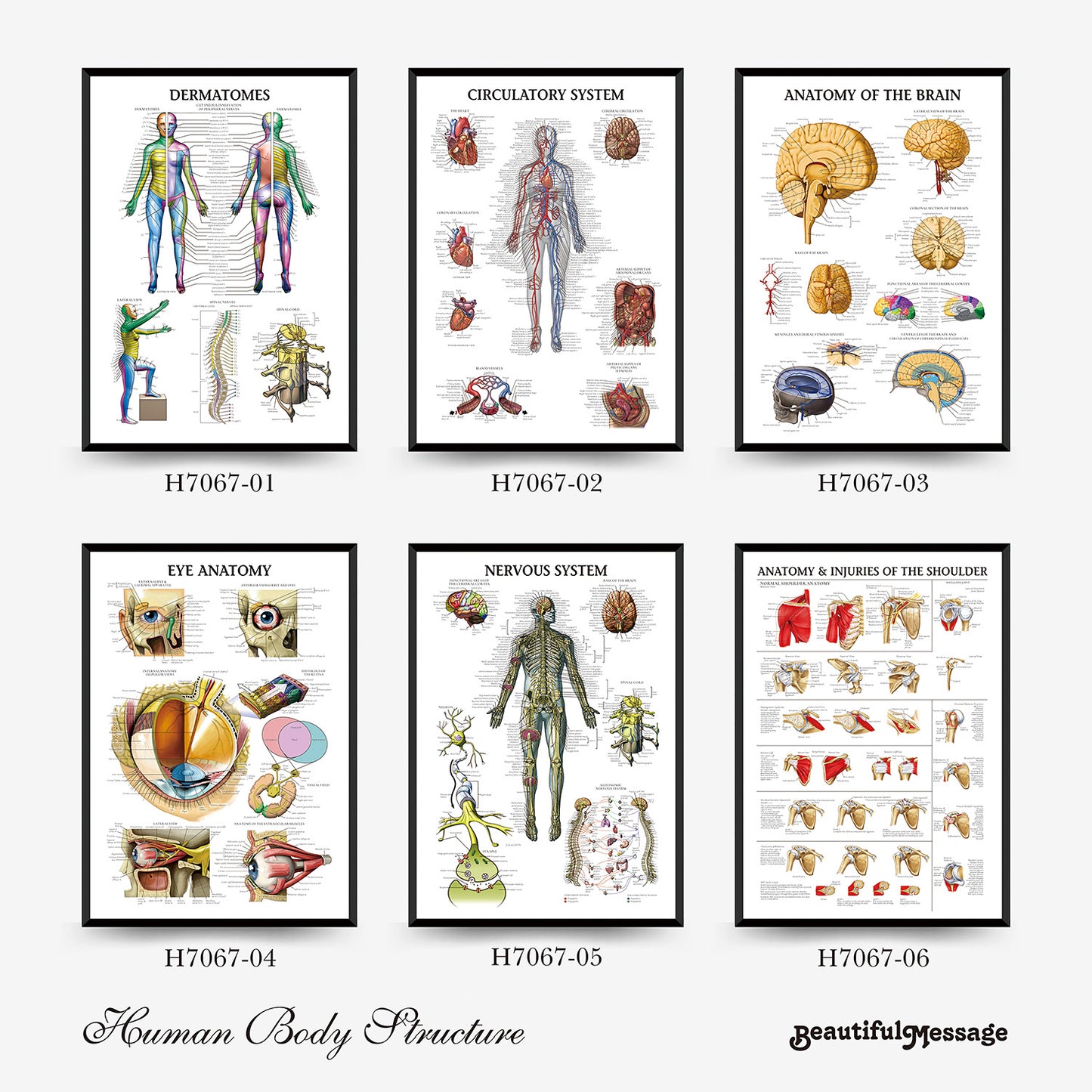 Quadro anatomia umana