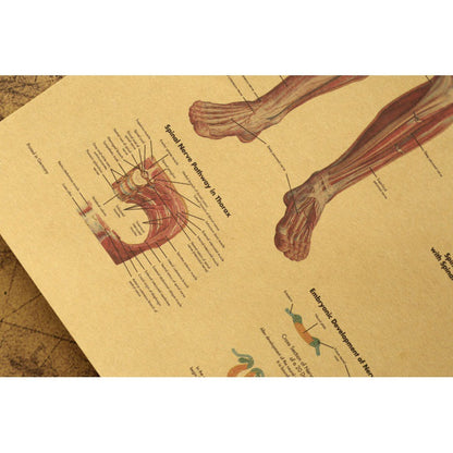 Poster sistema nervoso