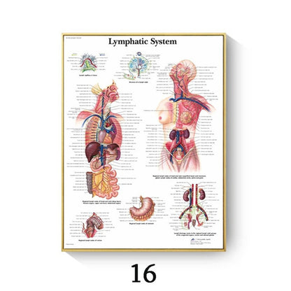 Quadro anatomico
