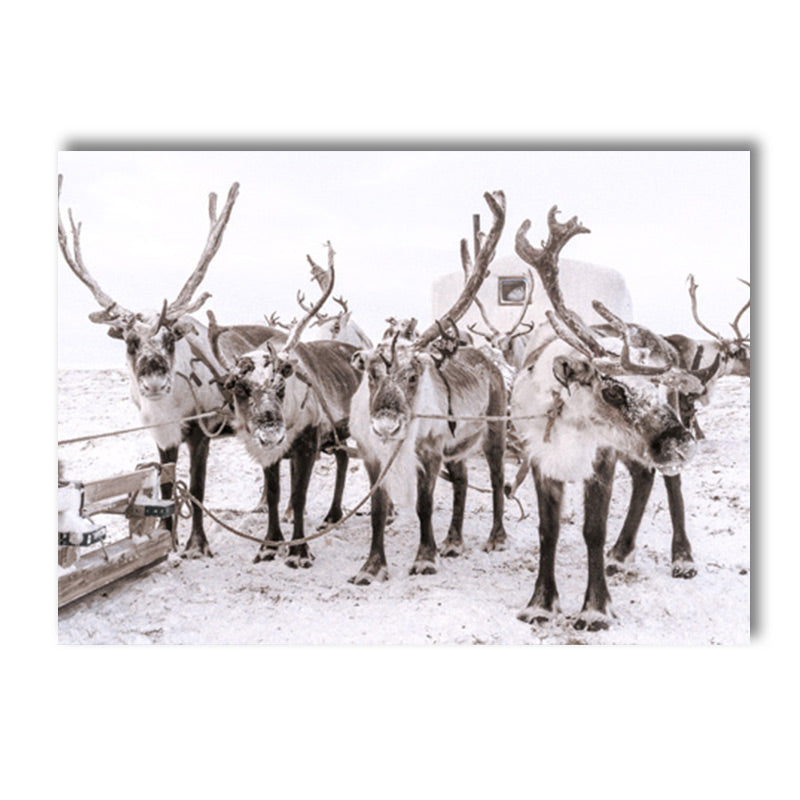 Quadro animali nordici
