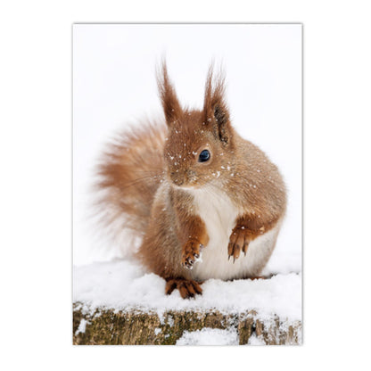 Quadro animali nordici