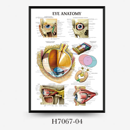 Quadro anatomia umana