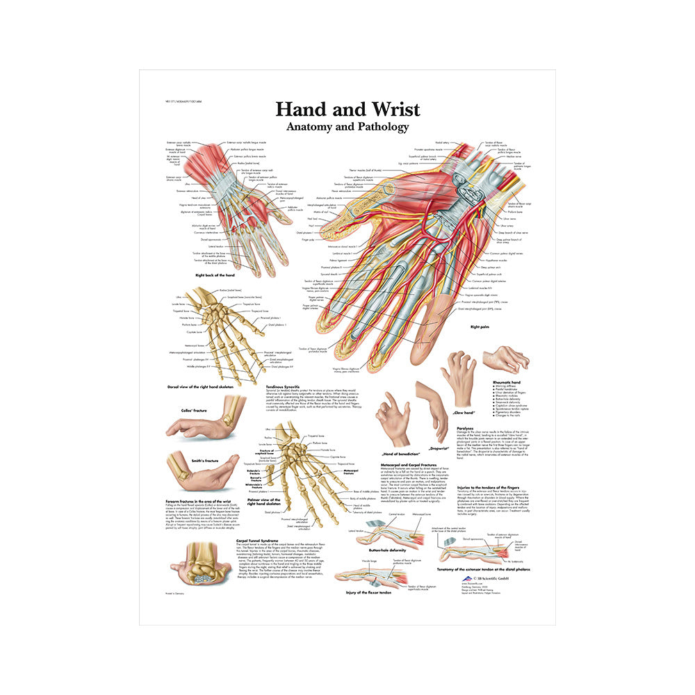 Poster educativo anatomia