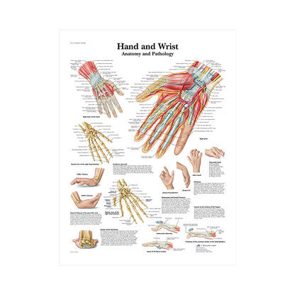 Poster educativo anatomia